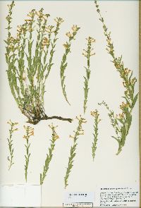 Penstemon deustus image