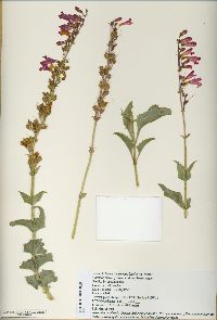 Penstemon bicolor image