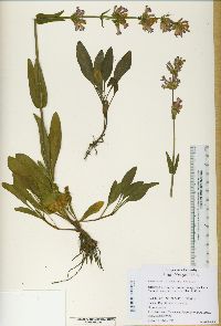 Penstemon euglaucus image