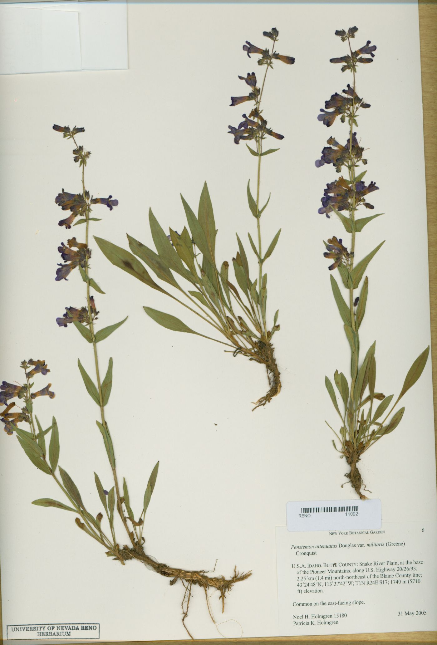 Penstemon attenuatus var. militaris image