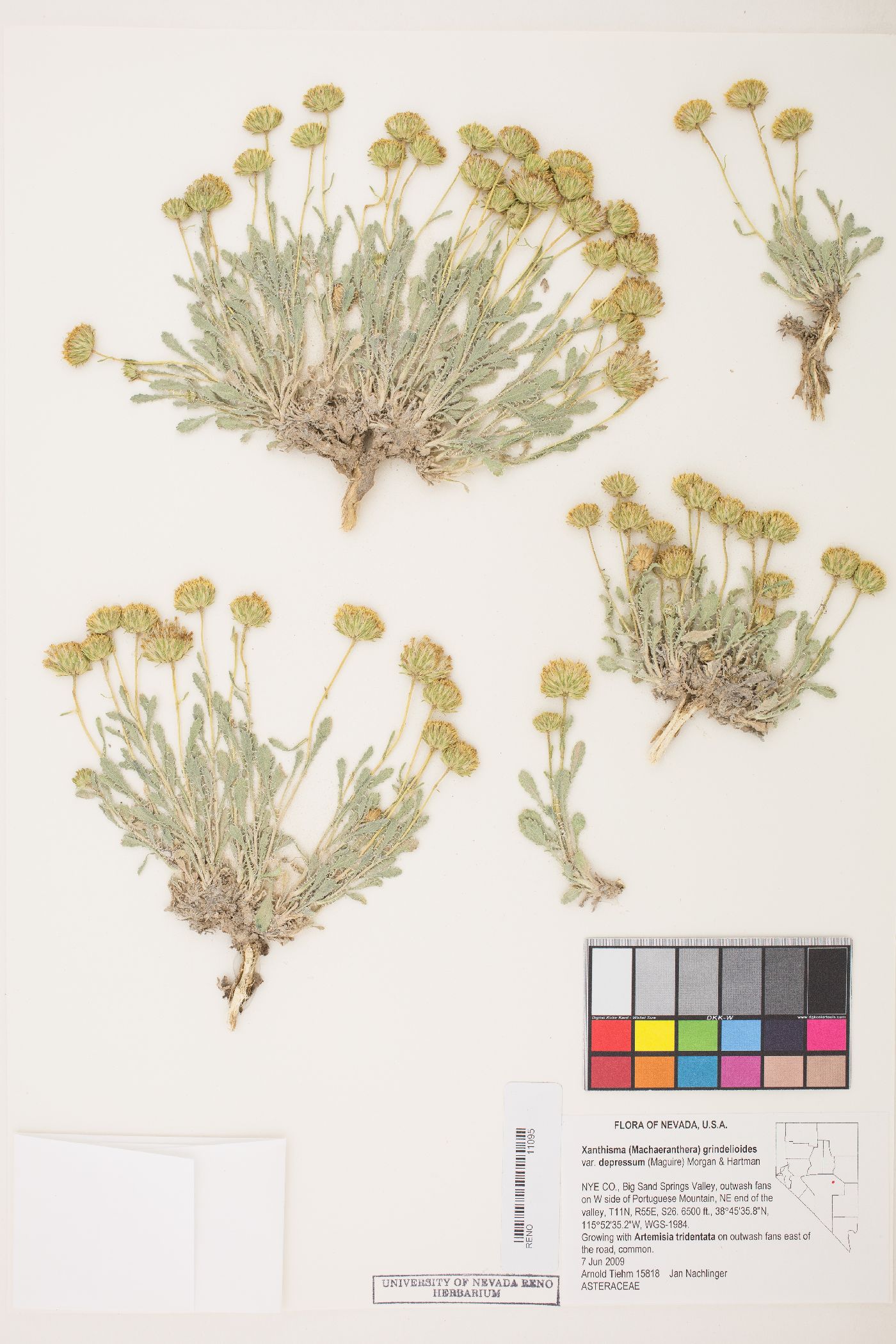 Xanthisma grindelioides var. depressum image