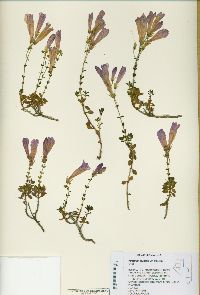 Penstemon davidsonii var. praeteritus image