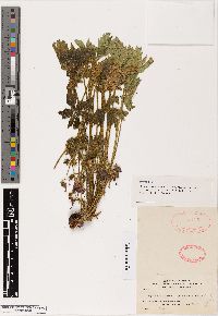 Image of Geranium ornatum