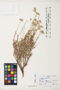 Eriogonum fasciculatum var. polifolium image