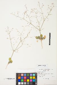 Eriogonum trichopes image