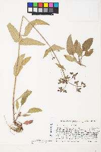 Penstemon wilcoxii image
