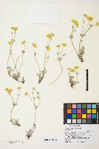 Eriogonum sphaerocephalum image