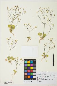 Eriogonum rubricaule image