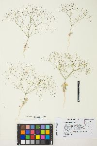 Eriogonum thomasii image