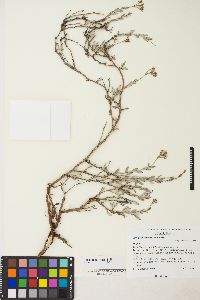 Eriogonum microtheca image