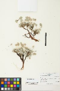 Eriogonum villiflorum image