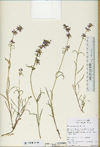 Penstemon cinicola image