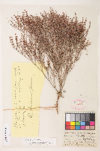 Eriogonum baileyi image