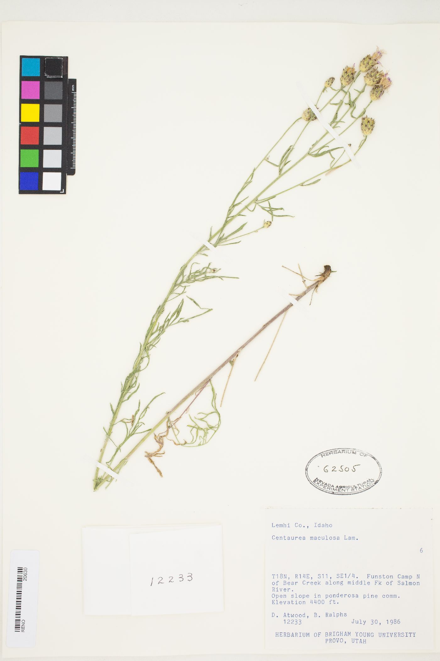 Centaurea stoebe var. micranthos image