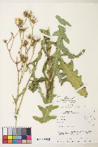 Sonchus arvensis var. arvensis image