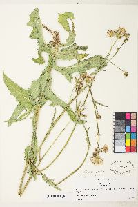 Sonchus arvensis image