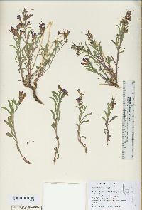 Penstemon kingii image