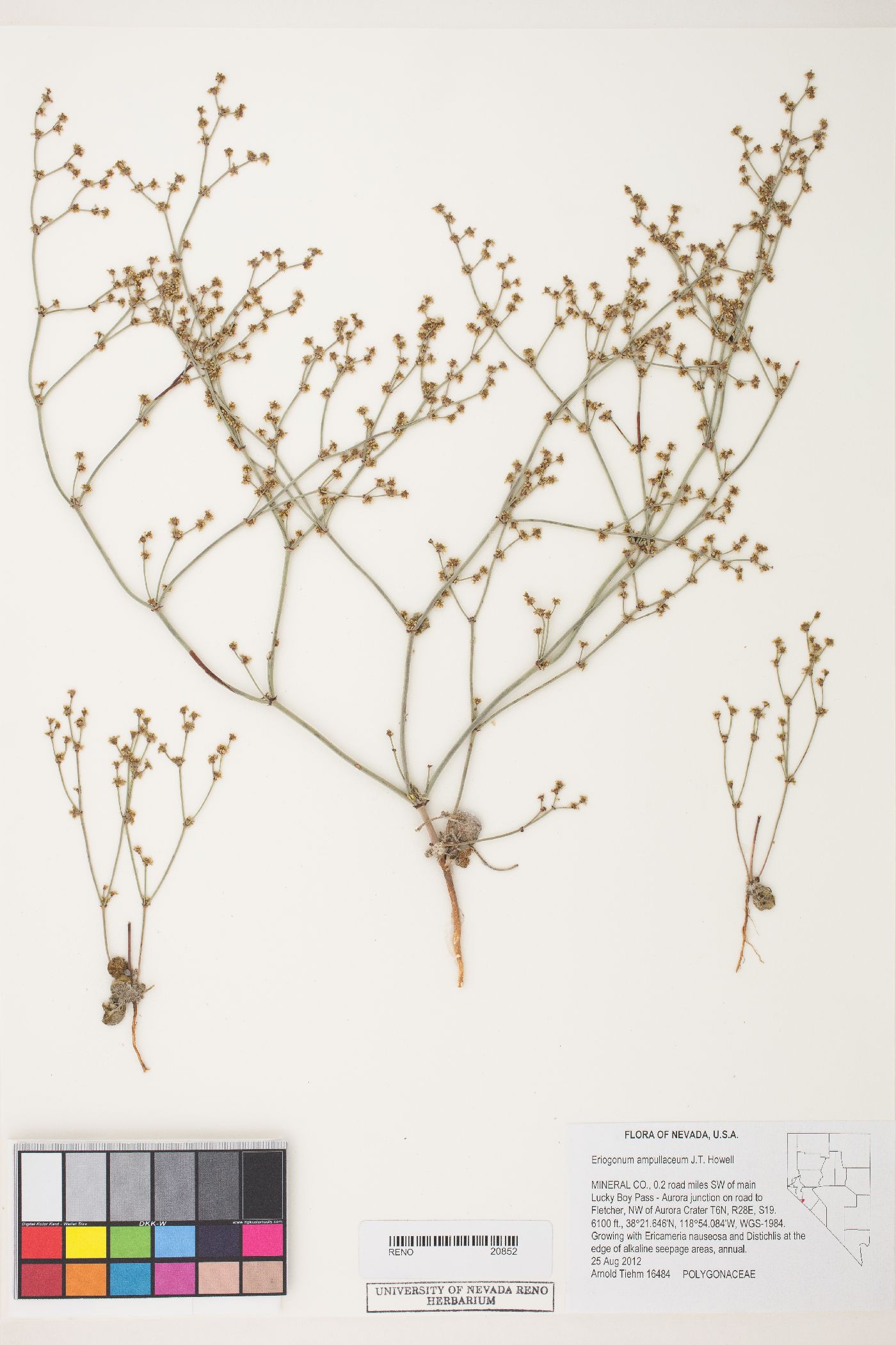 Eriogonum ampullaceum image