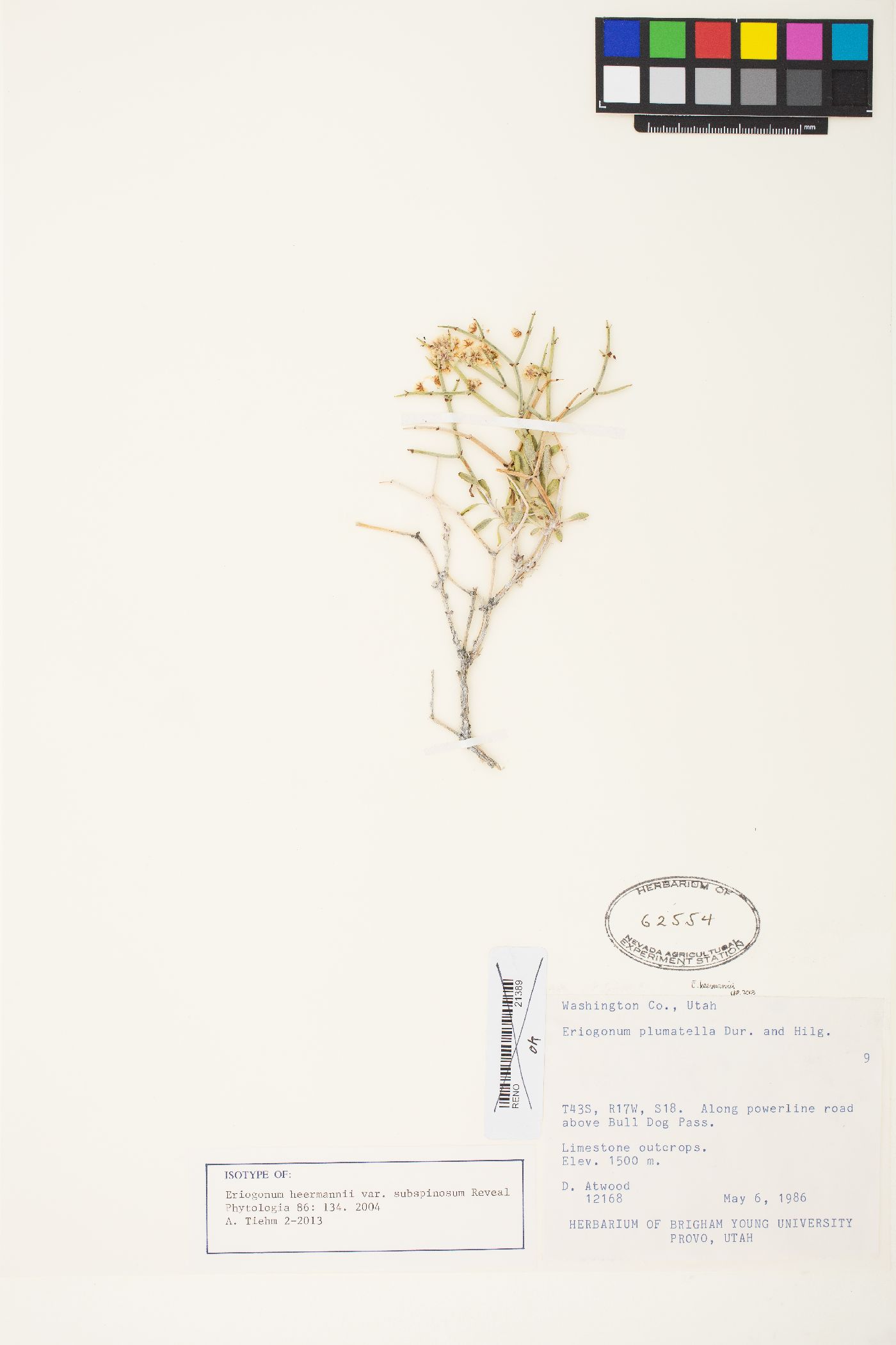 Eriogonum heermannii var. subspinosum image