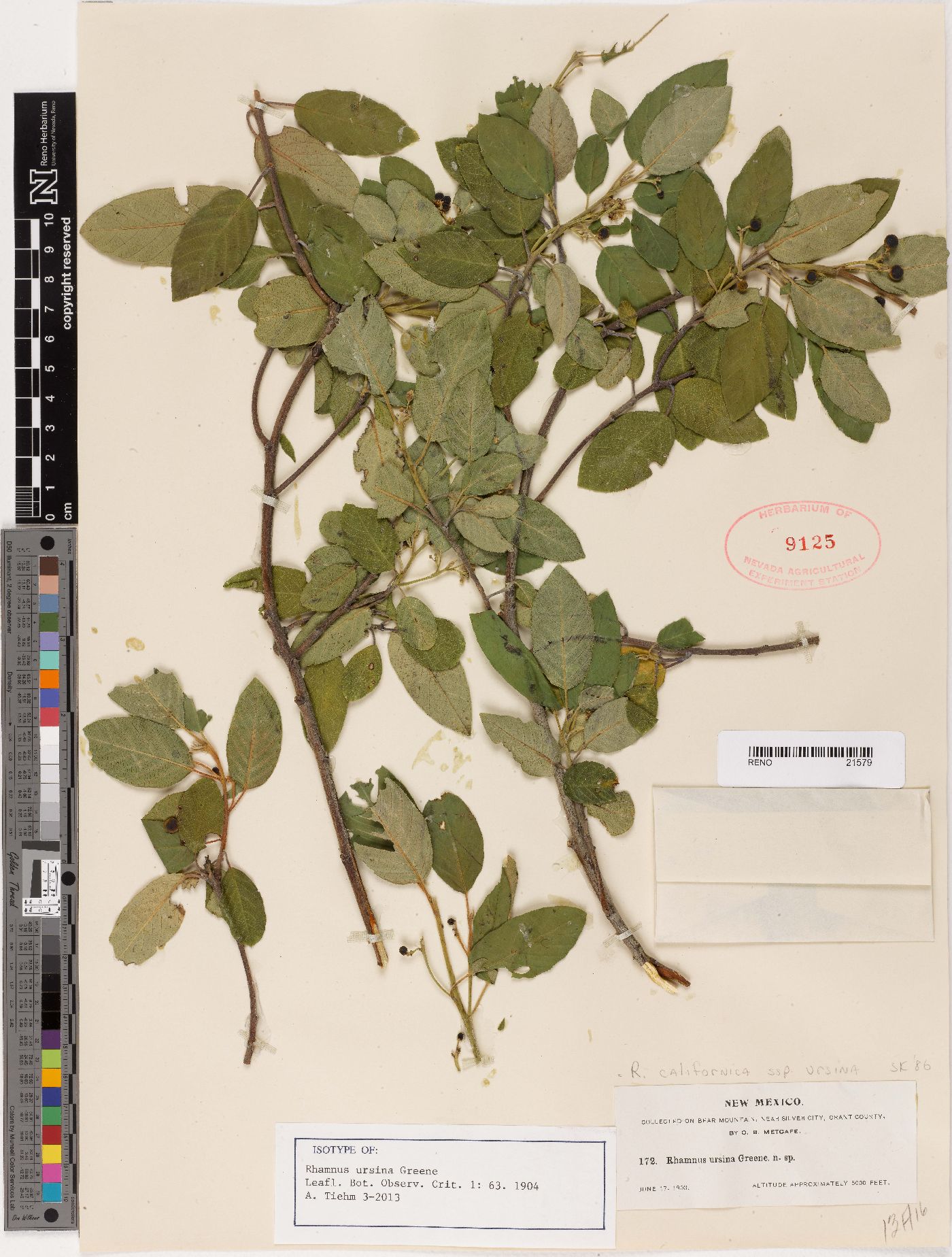 Rhamnus ursina image