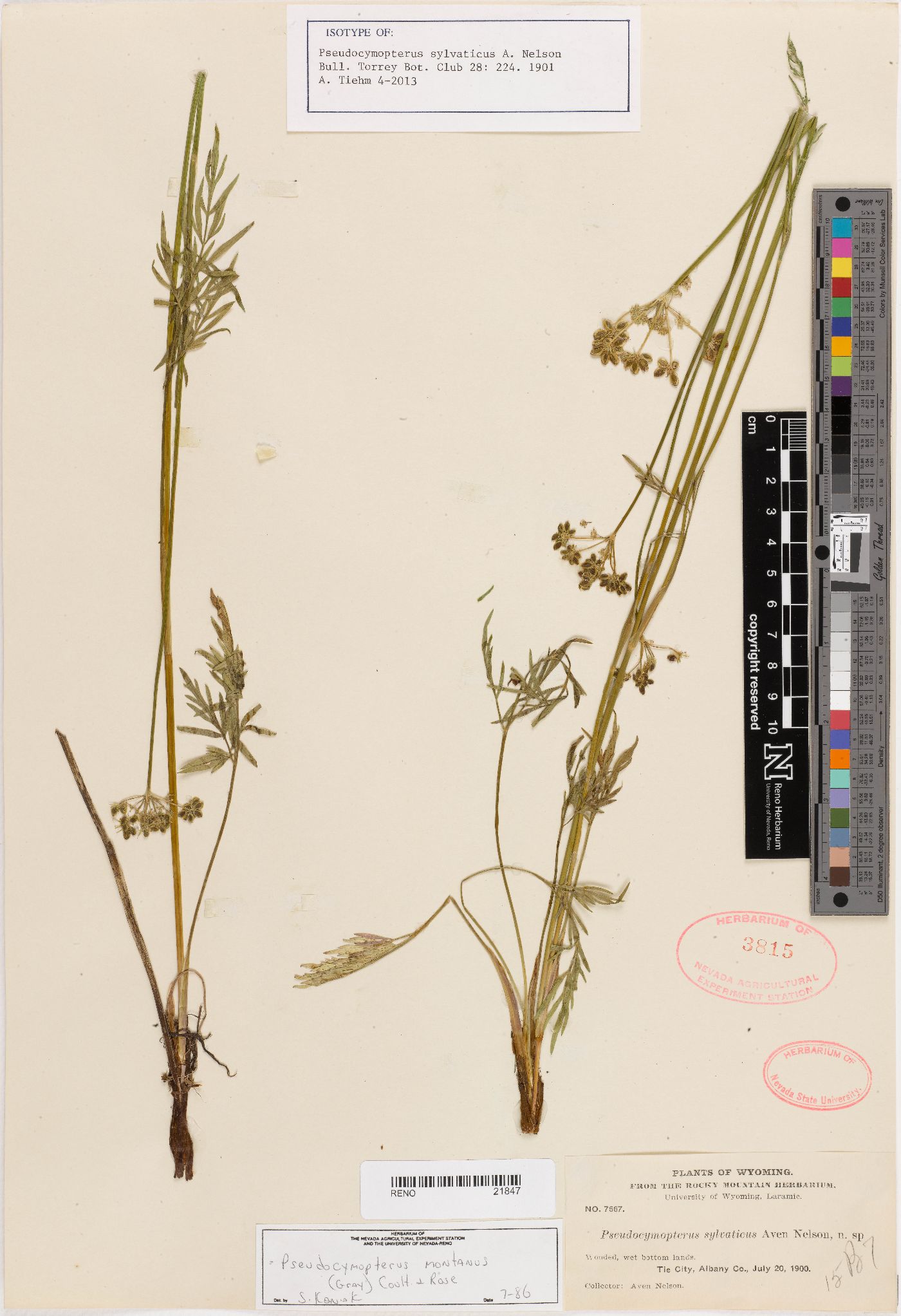 Pseudocymopterus sylvaticus image