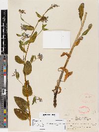 Mertensia longipedunculata image