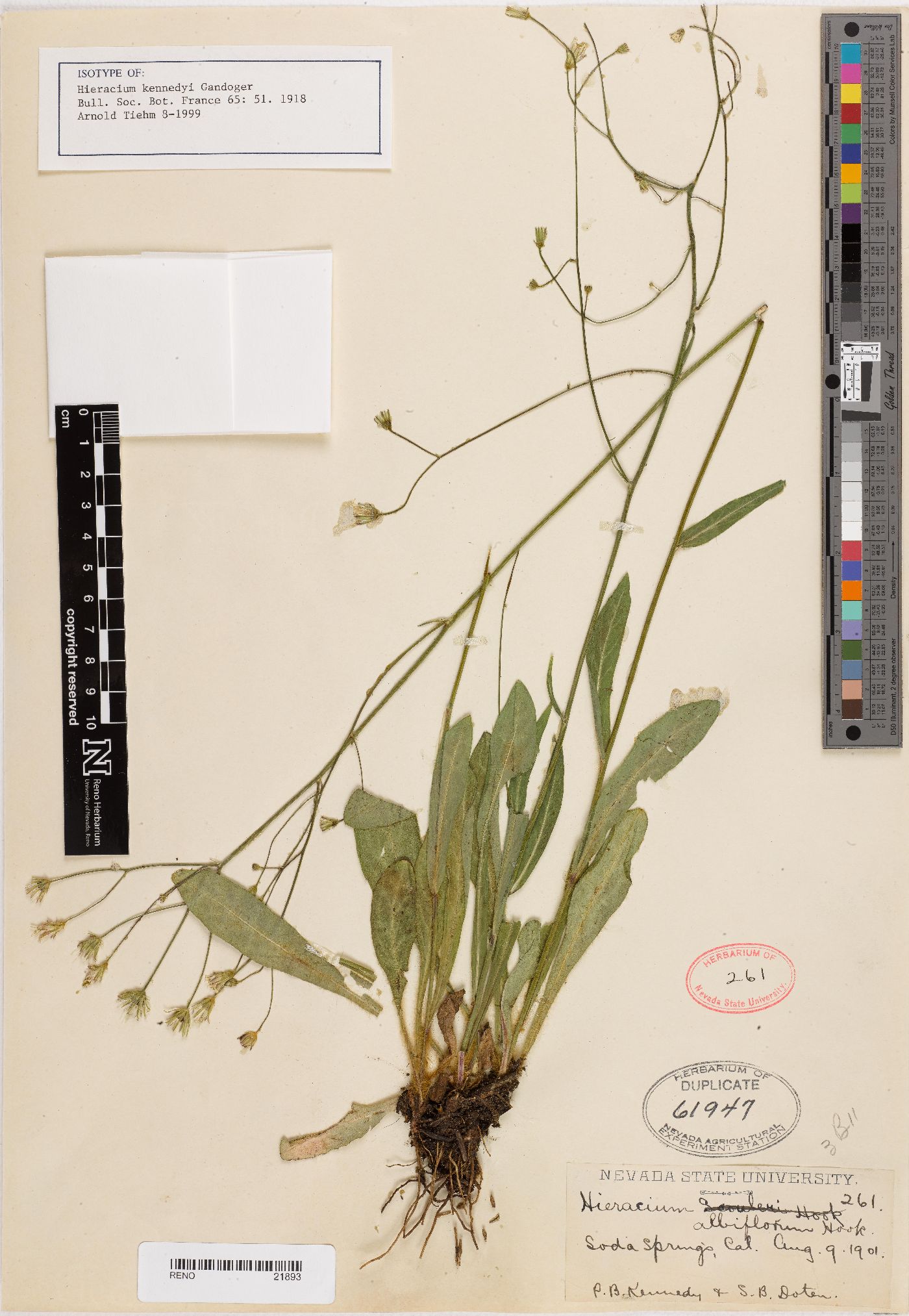 Hieracium kennedyi image