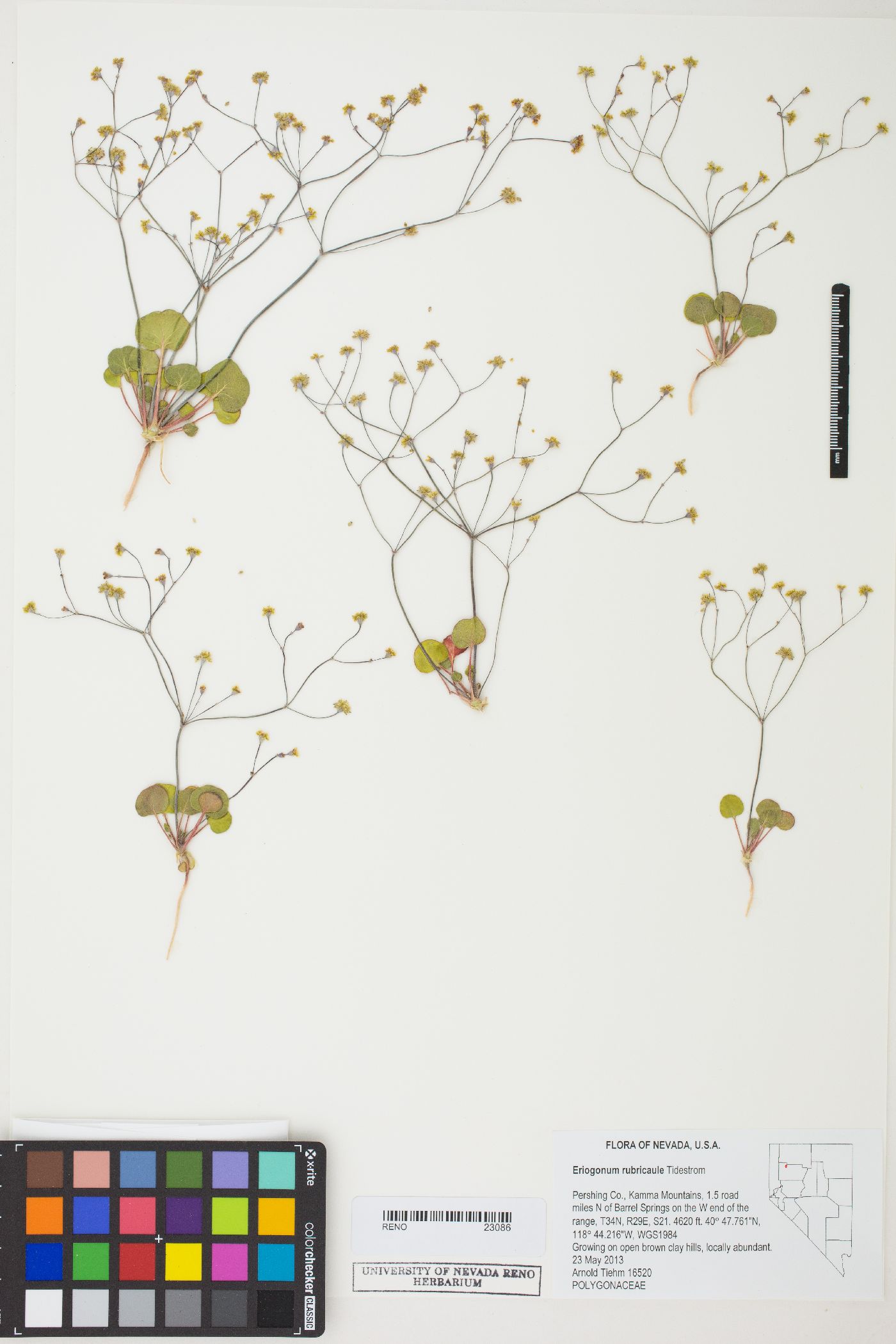 Eriogonum rubricaule image