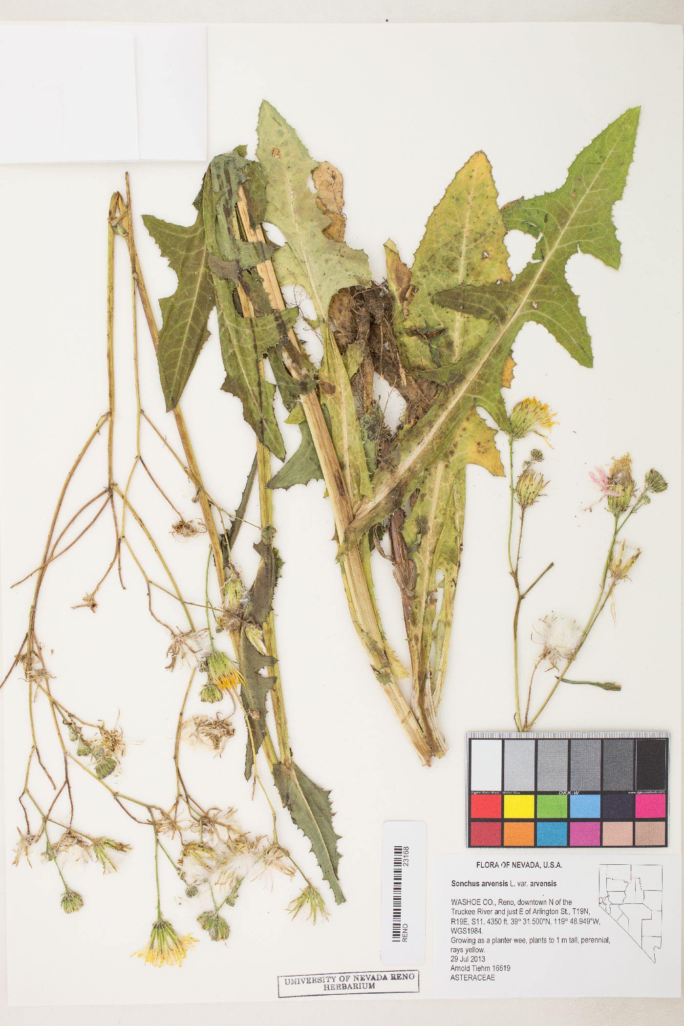 Sonchus arvensis var. arvensis image