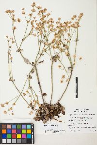 Eriogonum nudum image