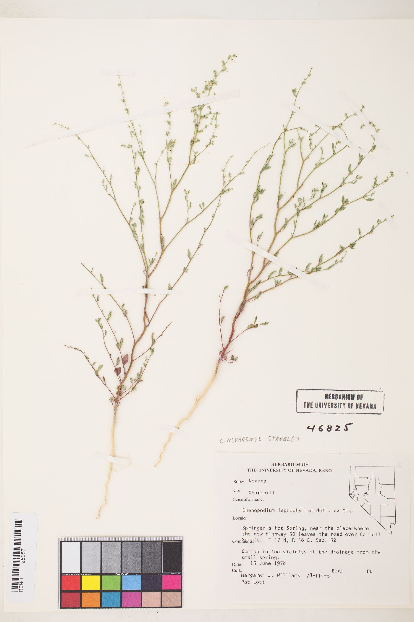 Chenopodium nevadense image