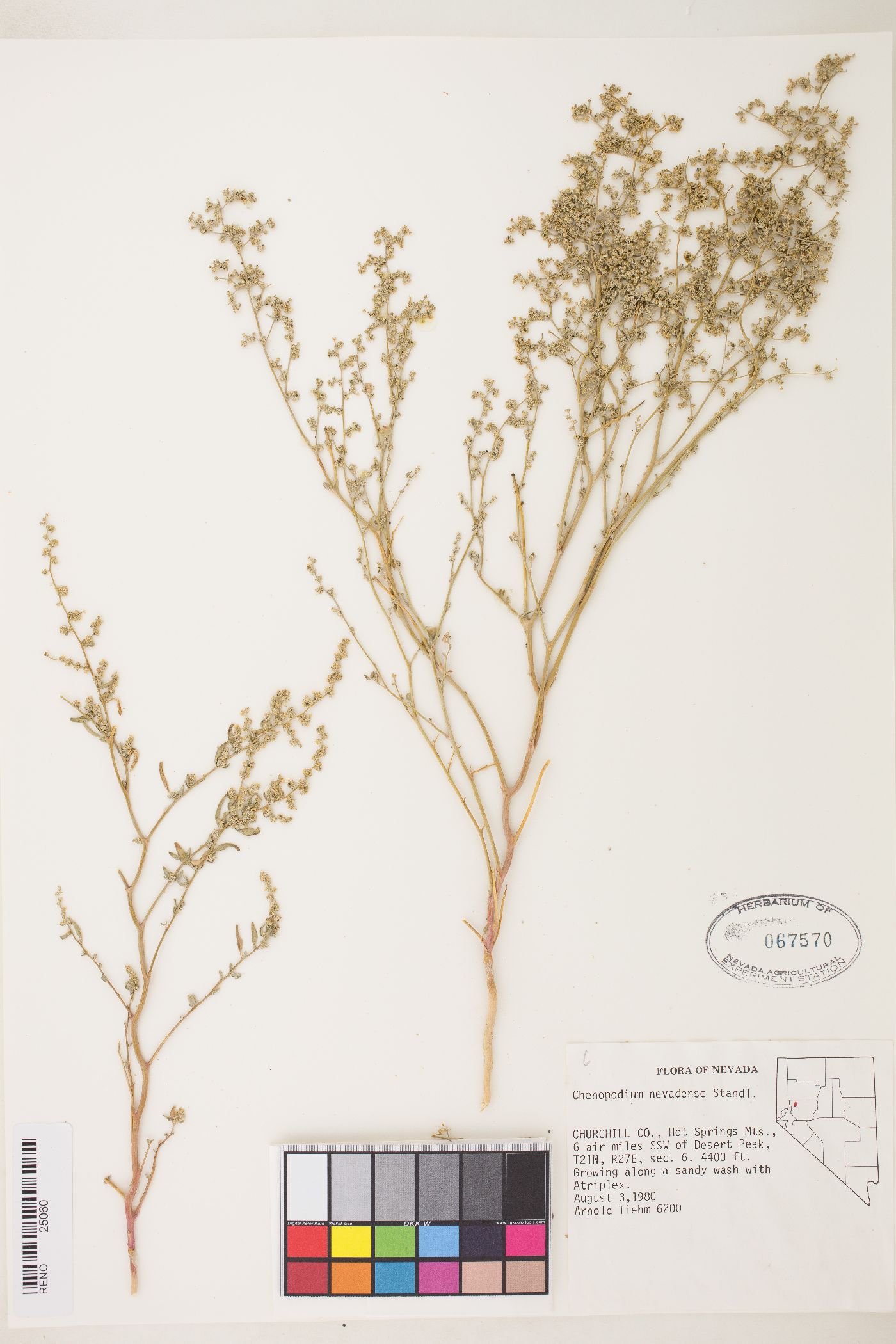 Chenopodium nevadense image