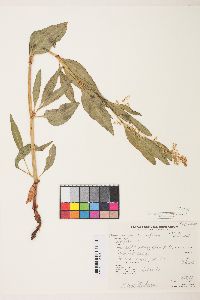 Aconogonum phytolaccifolium image