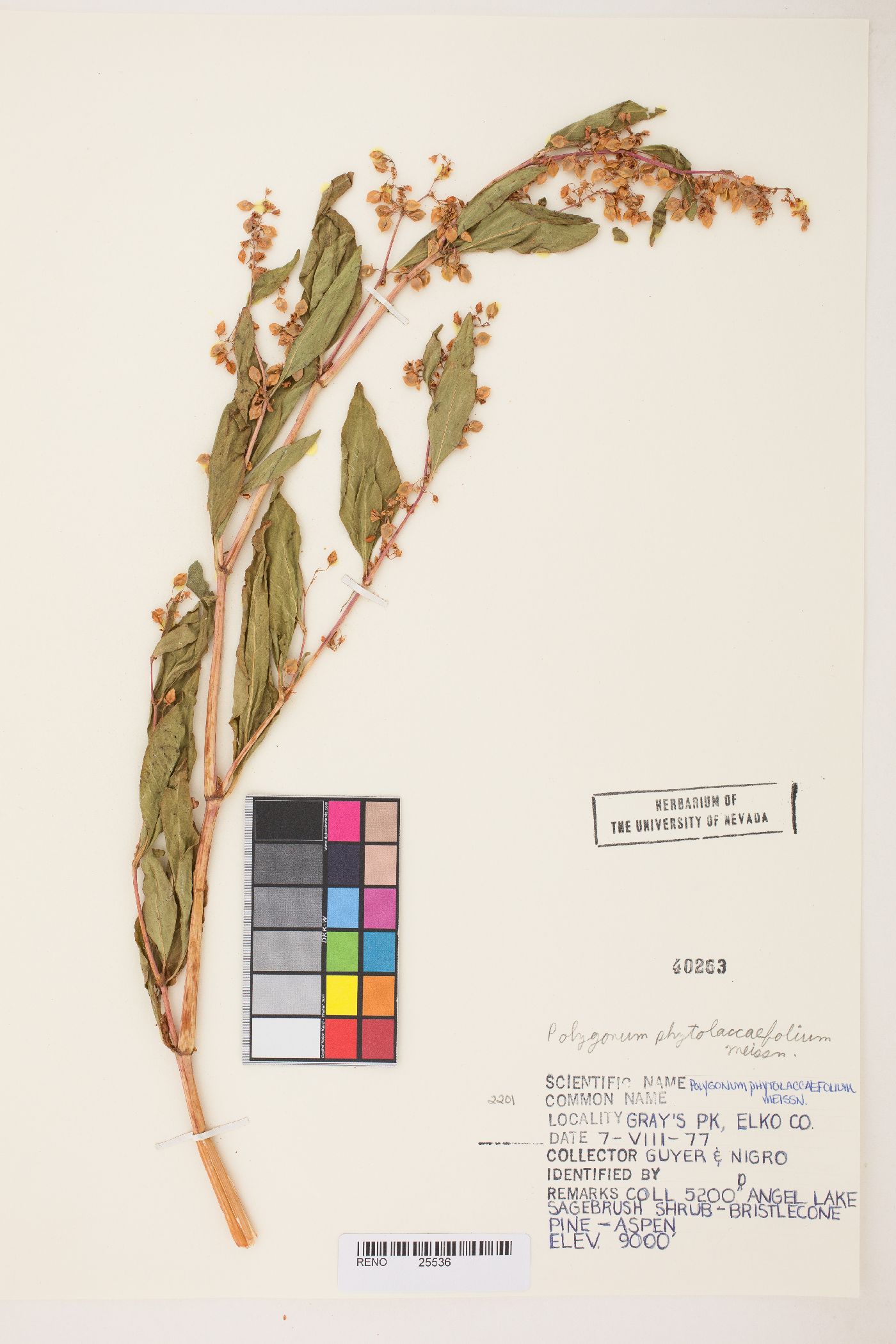 Aconogonum phytolaccifolium image