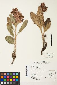 Rumex venosus image