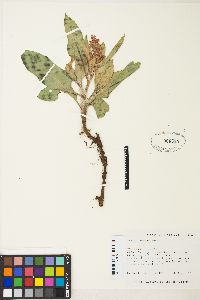 Rumex venosus image