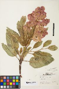 Rumex venosus image