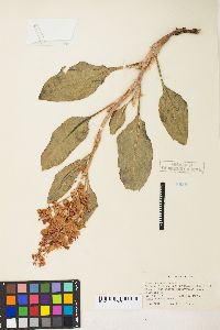 Rumex venosus image