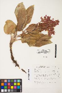 Rumex venosus image