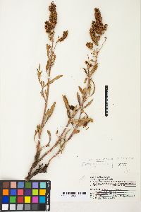 Rumex salicifolius var. utahensis image