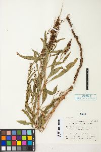 Rumex salicifolius var. utahensis image