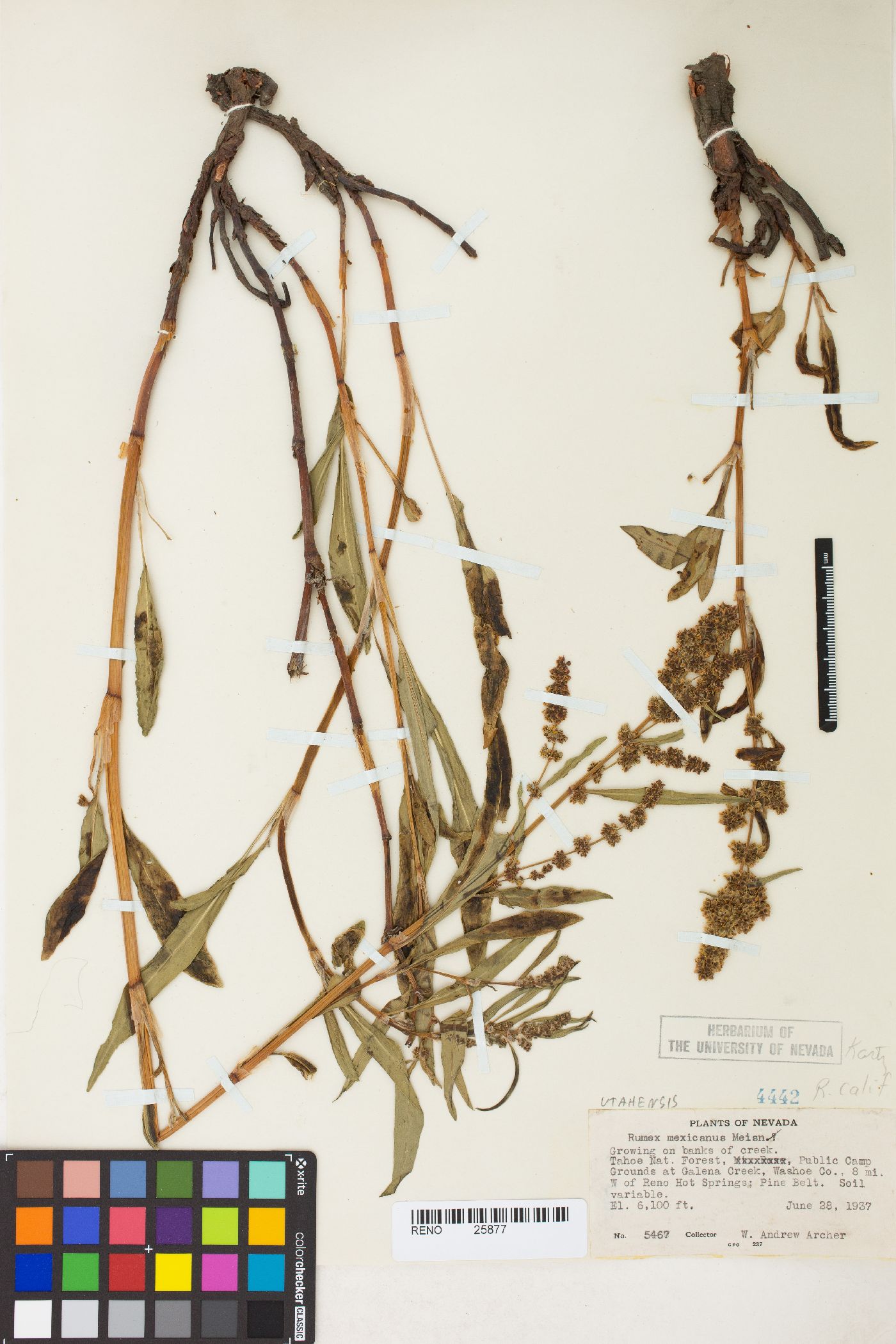 Rumex salicifolius var. utahensis image