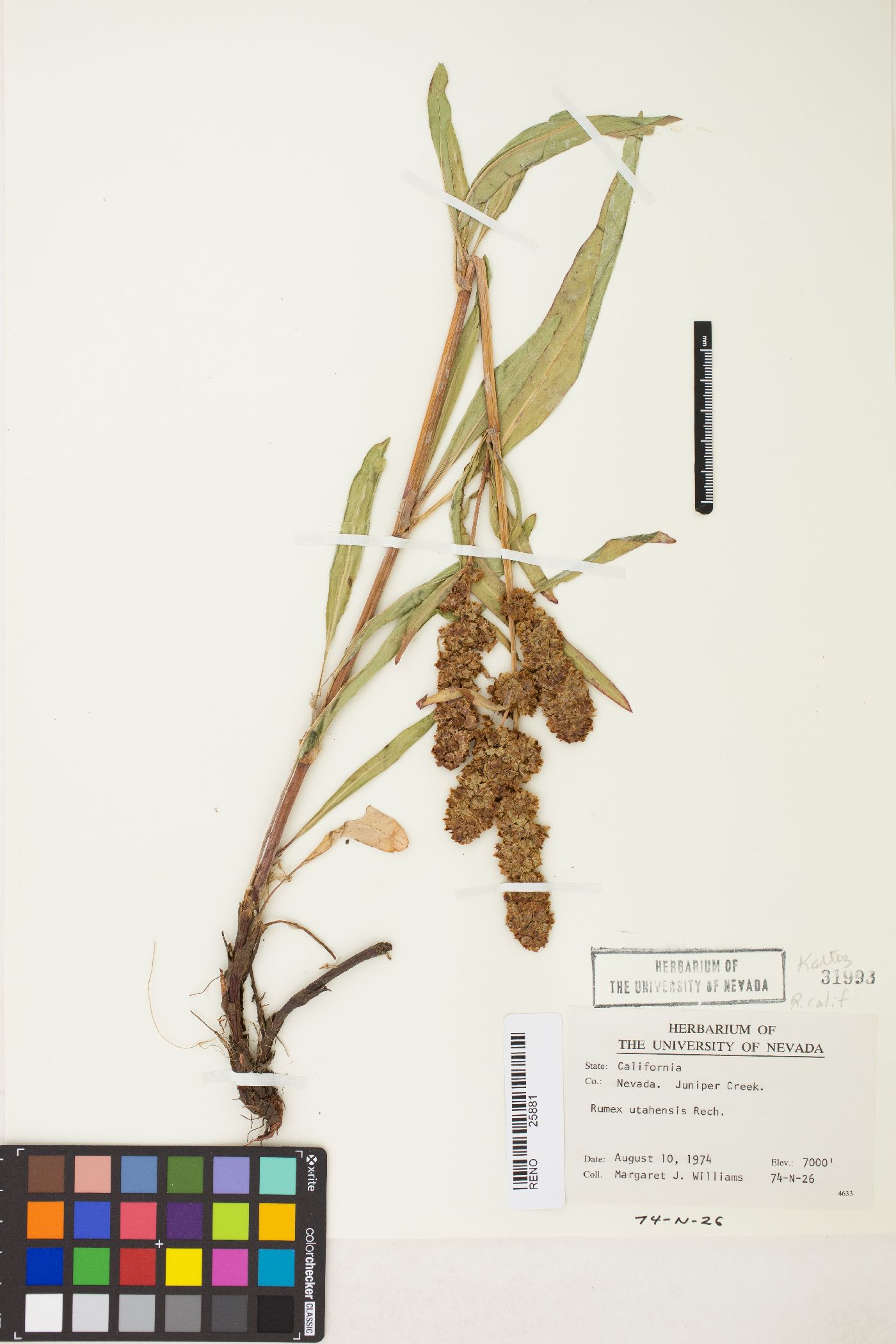 Rumex salicifolius image