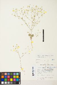 Stenogonum flexum image