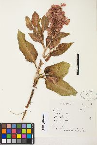 Rumex venosus image