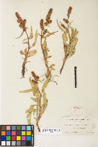 Rumex salicifolius var. utahensis image