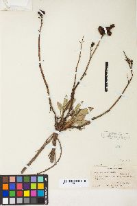 Rumex salicifolius var. utahensis image