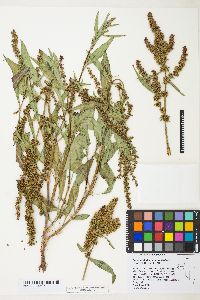 Rumex salicifolius image