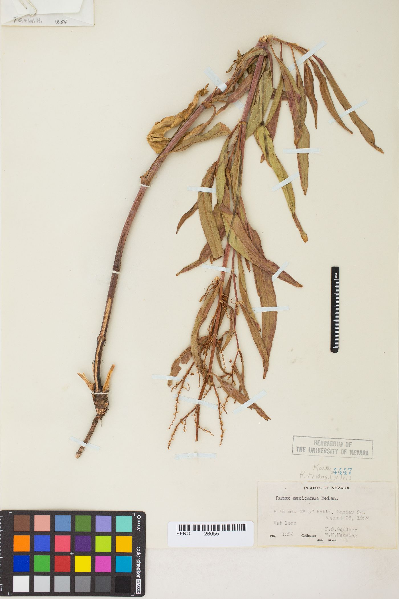 Rumex salicifolius var. mexicanus image