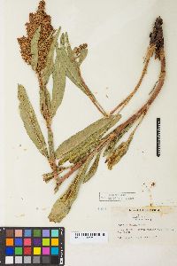 Rumex salicifolius var. mexicanus image
